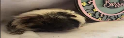 Guinea Pig rodents for sale: Beautiful baby guineapigs  - Advert 6