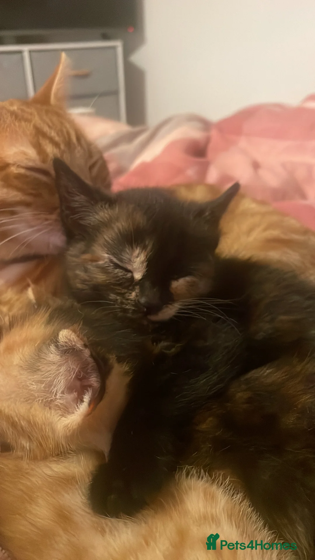 Mixed Breed cats for sale: 2 Ginger Males 2 calico females 1 tortie female - Advert 12