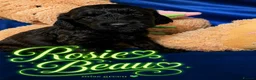Cockapoo dogs for sale: Exceptional F1 Cockapoo Puppies in Leicester - Advert 17