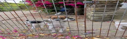 Jack Russell dogs for sale: Small strain Jack Russel pups - Advert 6