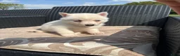 Pomsky dogs for sale: Beautiful F4 blue eyed pomsky puppies - Advert 2