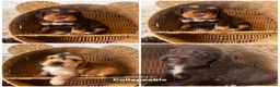 Cocker Spaniel dogs for stud: Proven Chocolate and tan show cocker stud  - Advert 6
