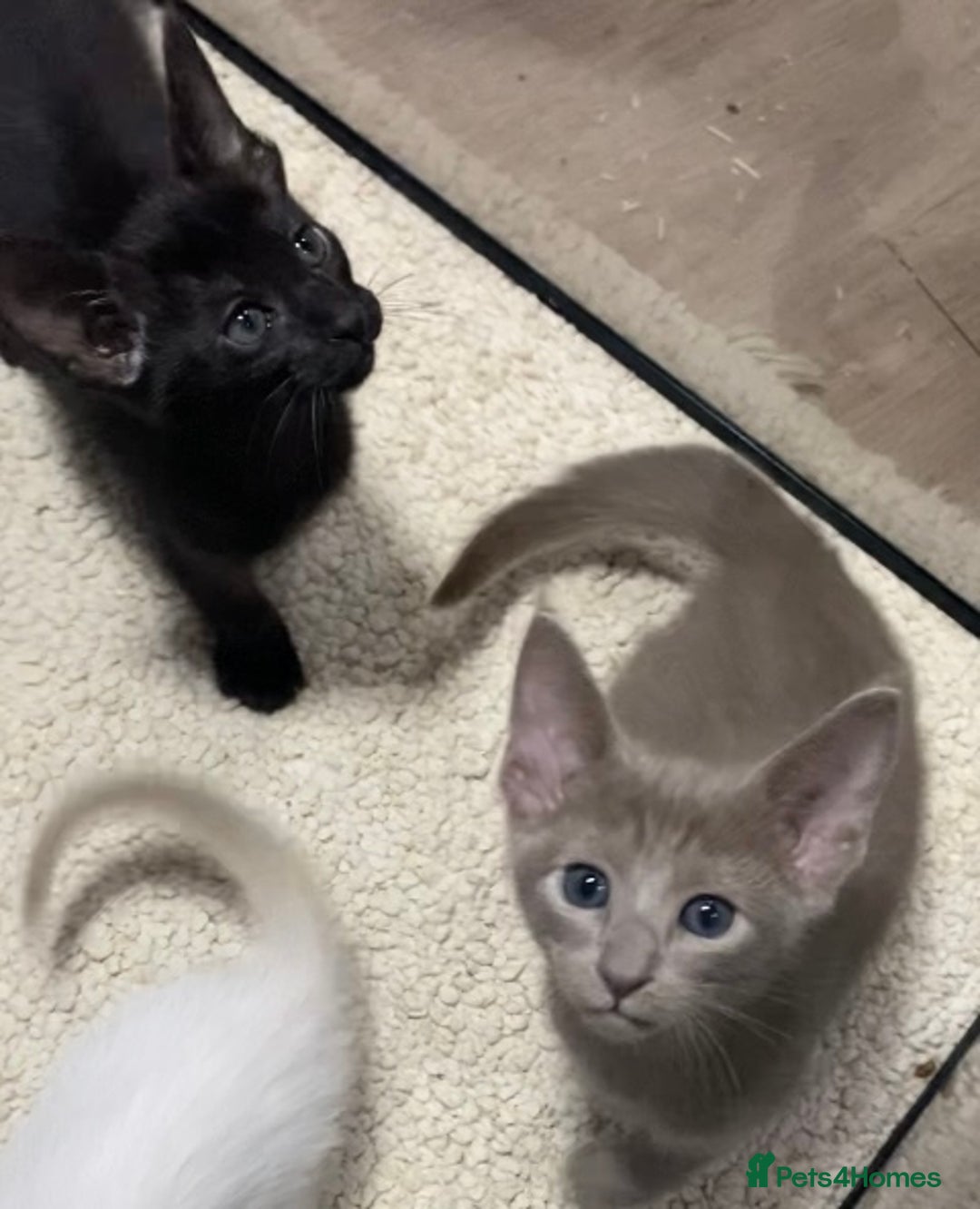 Oriental cats for sale: Oriental kittens  - Advert 15