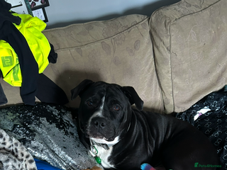 Mixed Breed dogs - Advert 30