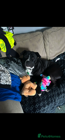 Mixed Breed dogs - Advert 3