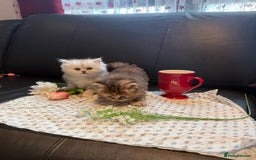 Ragdoll cats for sale: 🐾Fluffy Little Dreamers Are Here!🐈 - Image 21