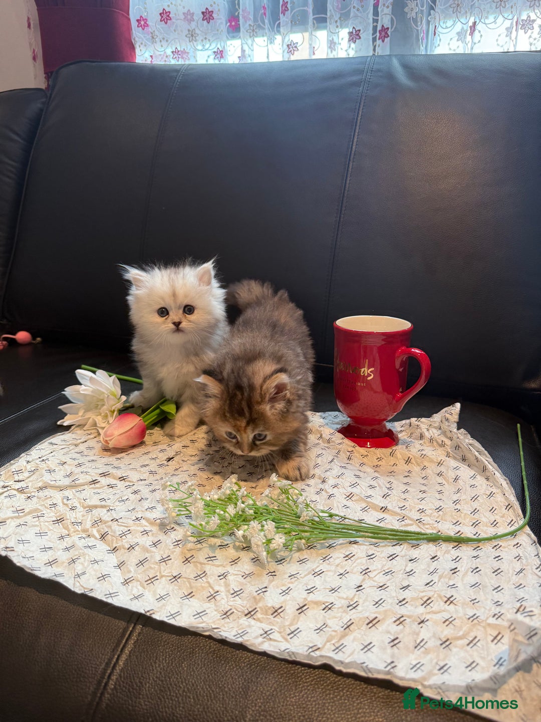 Ragdoll cats for sale: 🐾Fluffy Little Dreamers Are Here!🐈 - Image 21