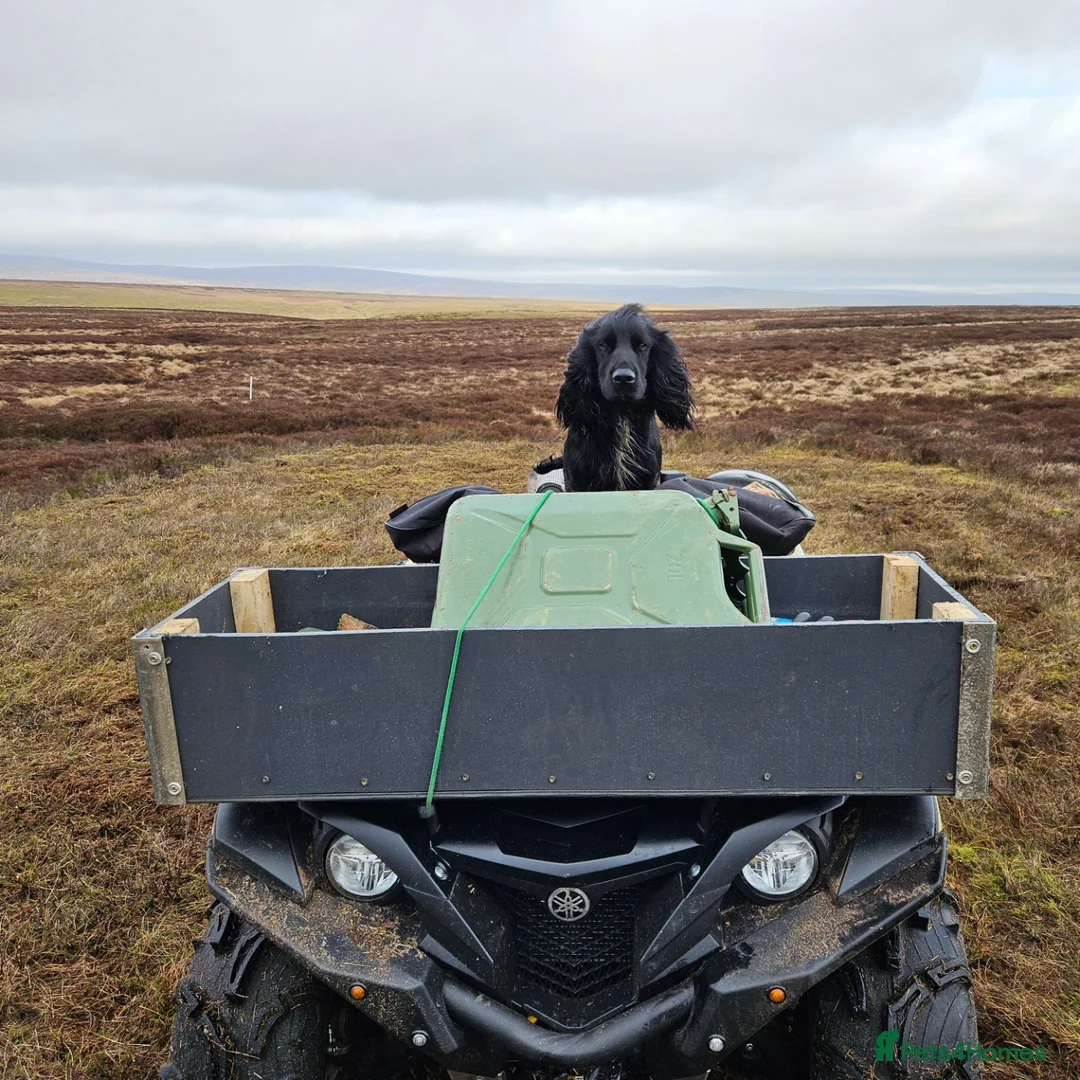 Sprocker dogs for sale: Working Sprocker pups  in Bishop Auckland - Advert 2