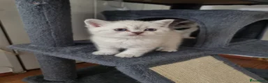 Scottish Fold Kitten 1