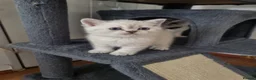 Scottish Fold cats for sale: Scottish Straight and Scottish Fold  - Advert 4