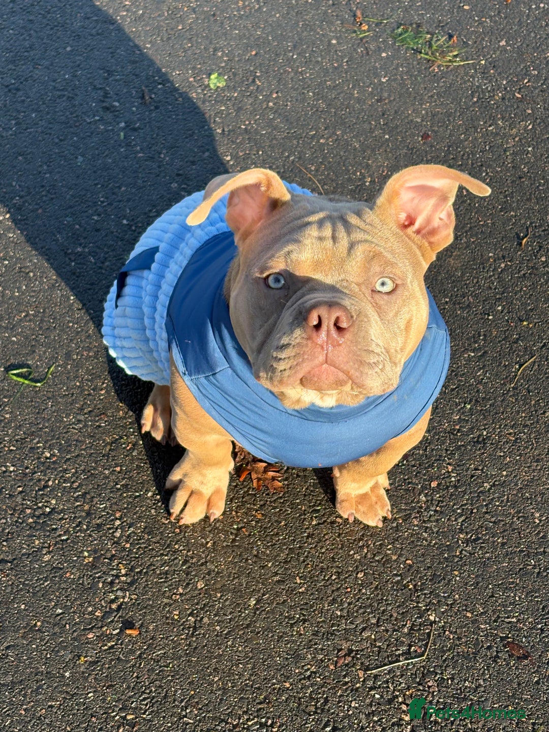 American Bully dogs for sale: Pocket American bully  - Advert 1