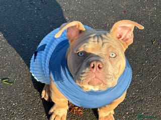 American Bully dogs Pocket American bully - Advert 9