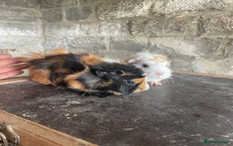 Guinea Pig rodents for sale: 4 Female guineapigs available  - Image 3