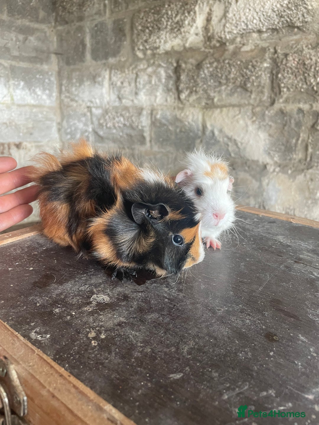 Guinea Pig rodents for sale: 4 Female guineapigs available  - Image 3