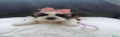 Shih Tzu 5