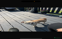 Chihuahua dogs for sale: Beautiful chihuahua puppy’s  - Image 3