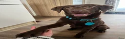 Labrador Retriever dogs for sale: Chocolate Labrador 7/8 Months in Cardiff - Advert 5