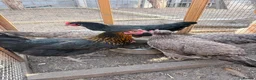 Chickens poultry for sale: Orpingtons/ hybrids/ wyandotte/leg bars & cockeral in Rhyl - Advert 4