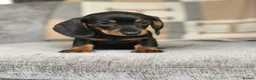Miniature Dachshund dogs for sale: lovely Miniature Smooth Dachshund puppies  in Livingston - Advert 7