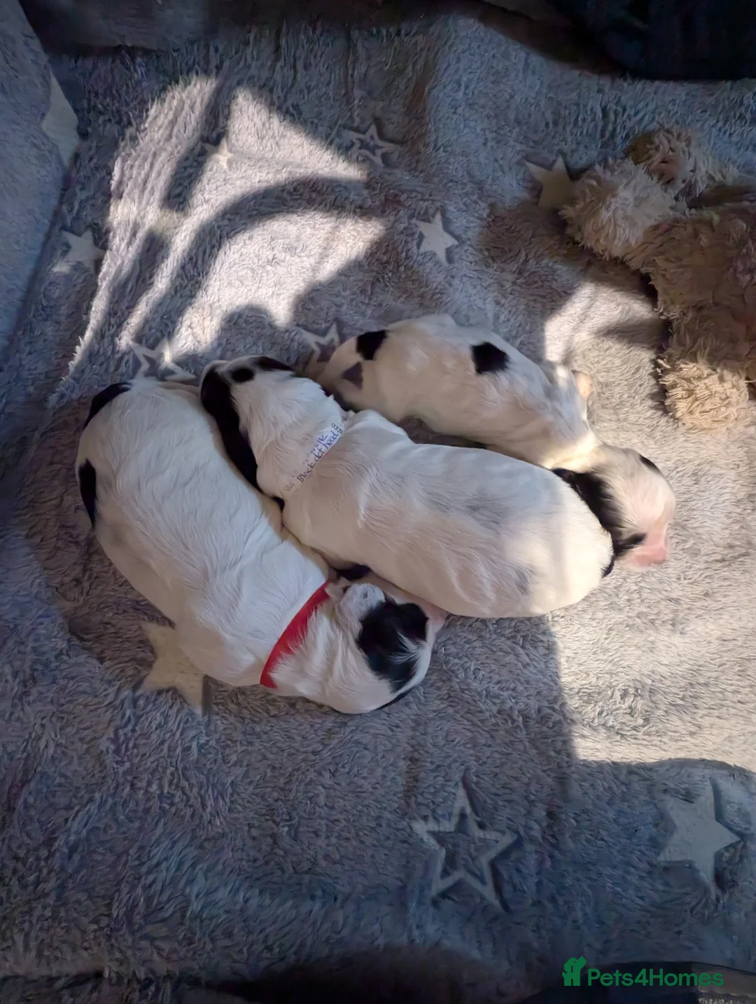 Cockapoo dogs for sale: Beautiful little of 5 Cockerpoos - Advert 35