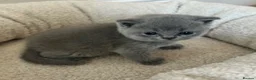 British Shorthair cats for sale: Breathtaking purebred British shorthair kittens - Advert 8
