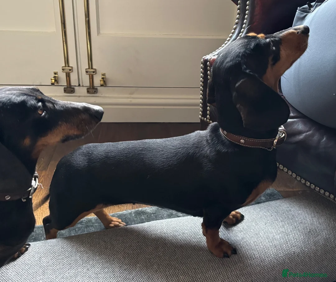 Miniature Dachshund dogs for sale: Miniature Dachshund, London, KC Registered - Advert 2