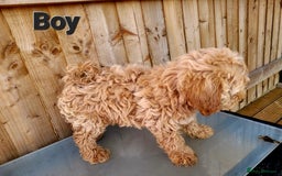 Maltipoo dogs for sale: Adorable Maltipoo Puppies for sale-ONE BOY LEFT - Image 17