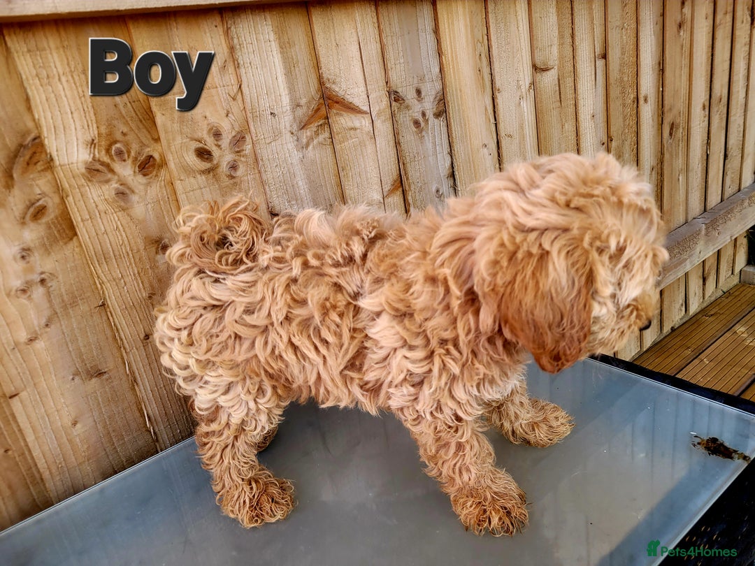 Maltipoo dogs for sale: Adorable Maltipoo Puppies for sale-ONE BOY LEFT - Image 17