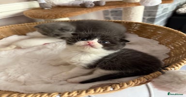 British Shorthair cats - Advert 6
