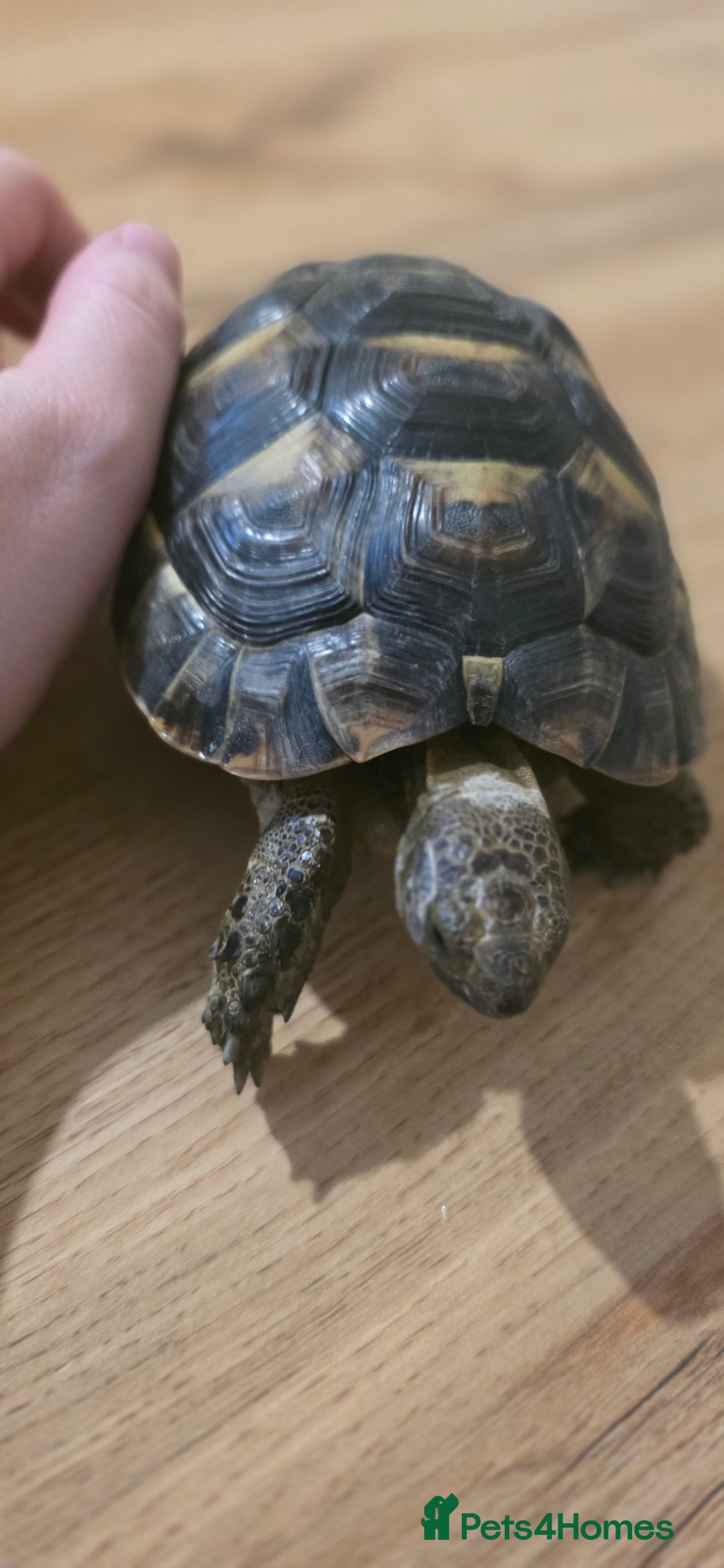 Tortoise reptiles for sale: Spur thighed tortoise  - Advert 4