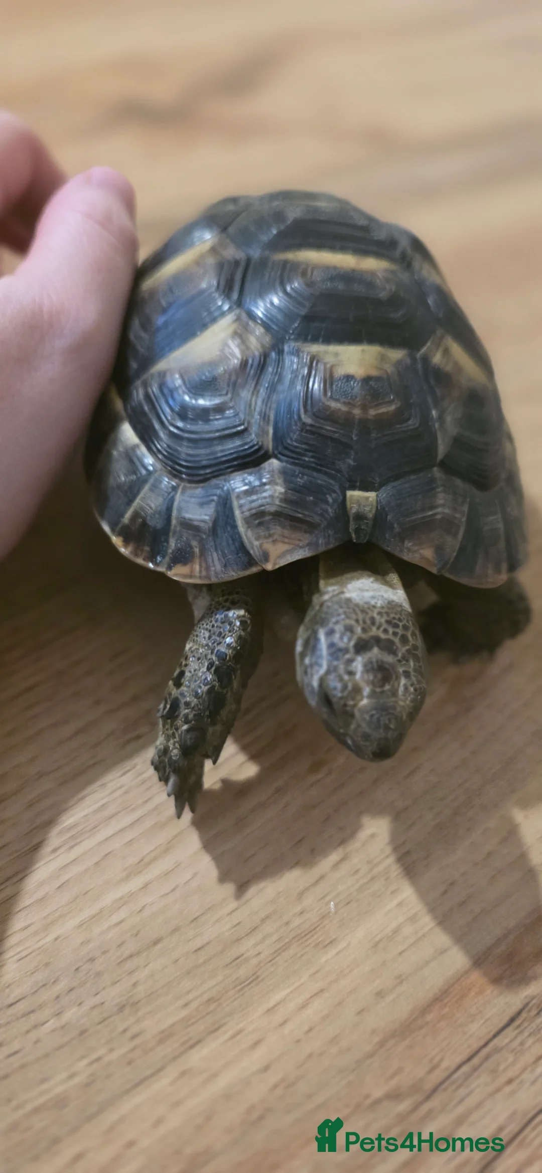 Tortoise reptiles for sale: Spur thighed tortoise  - Advert 4