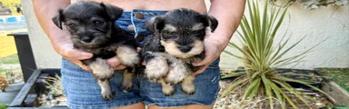 Miniature Schnauzer 4