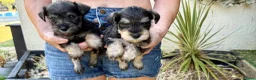 Miniature Schnauzer dogs for sale: Beautiful kc reg miniature schnauzer puppies - Advert 8