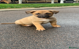 Mixed Breed dogs for sale: German shepherd hybrid for sale - Image 6