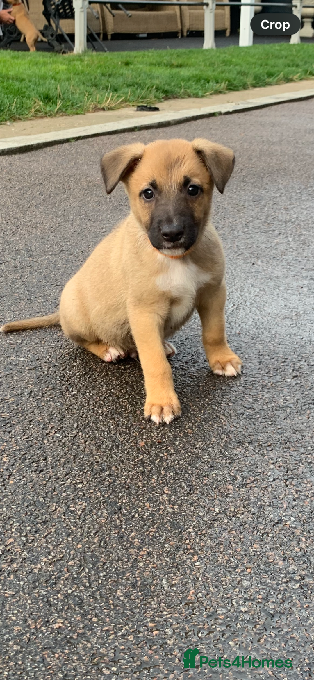 Mixed Breed dogs for sale: German shepherd hybrid for sale - Image 6