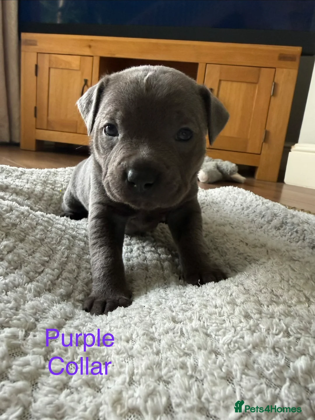 Staffordshire Bull Terrier dogs for sale: NOT KC REGISTERED BLUE STAFFORDSHIRE BULLTERRIER - Advert 18