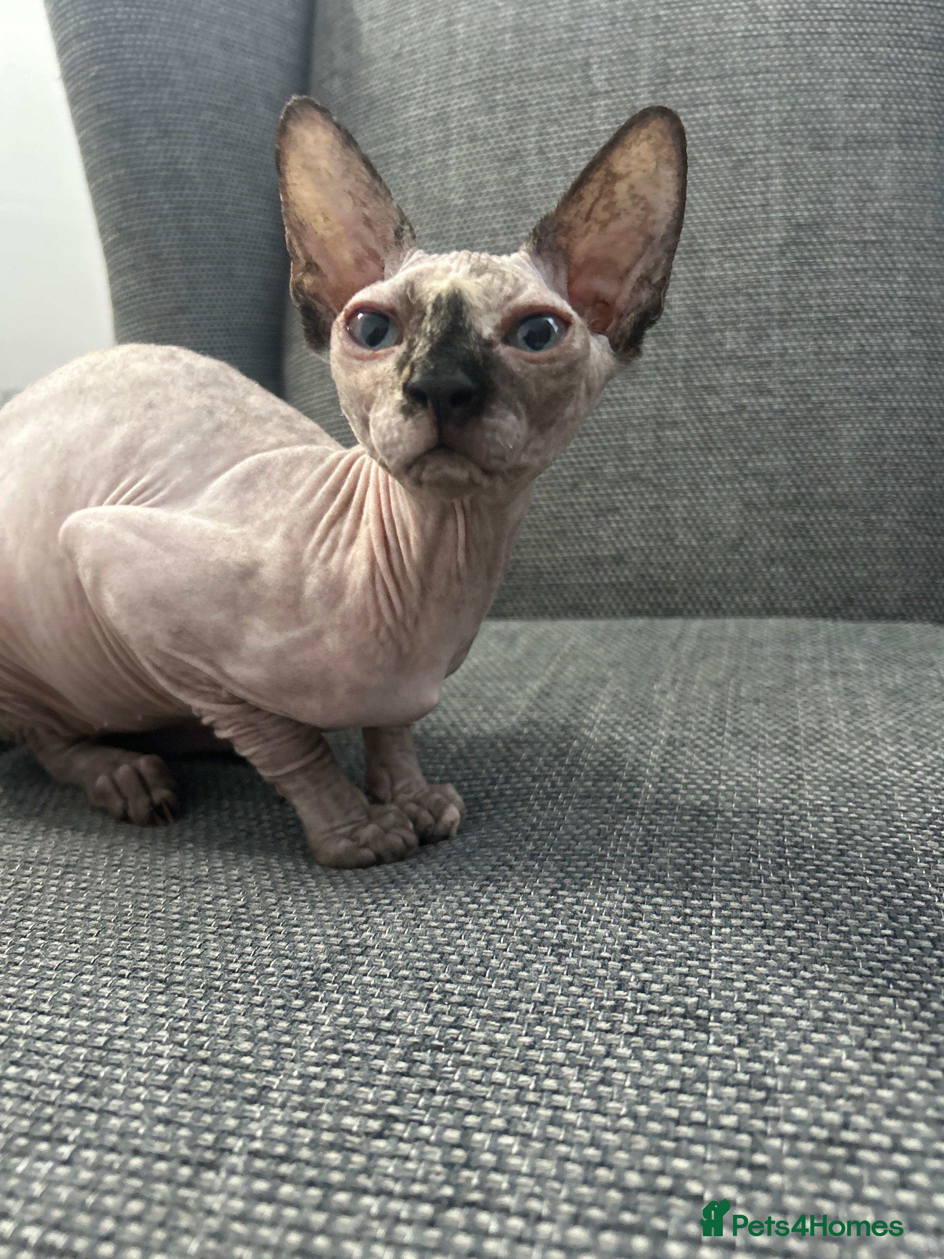 Sphynx cats Beautiful Sphynx Kitten - Advert 1