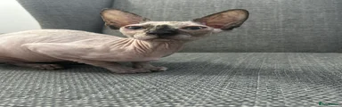 Sphynx 1