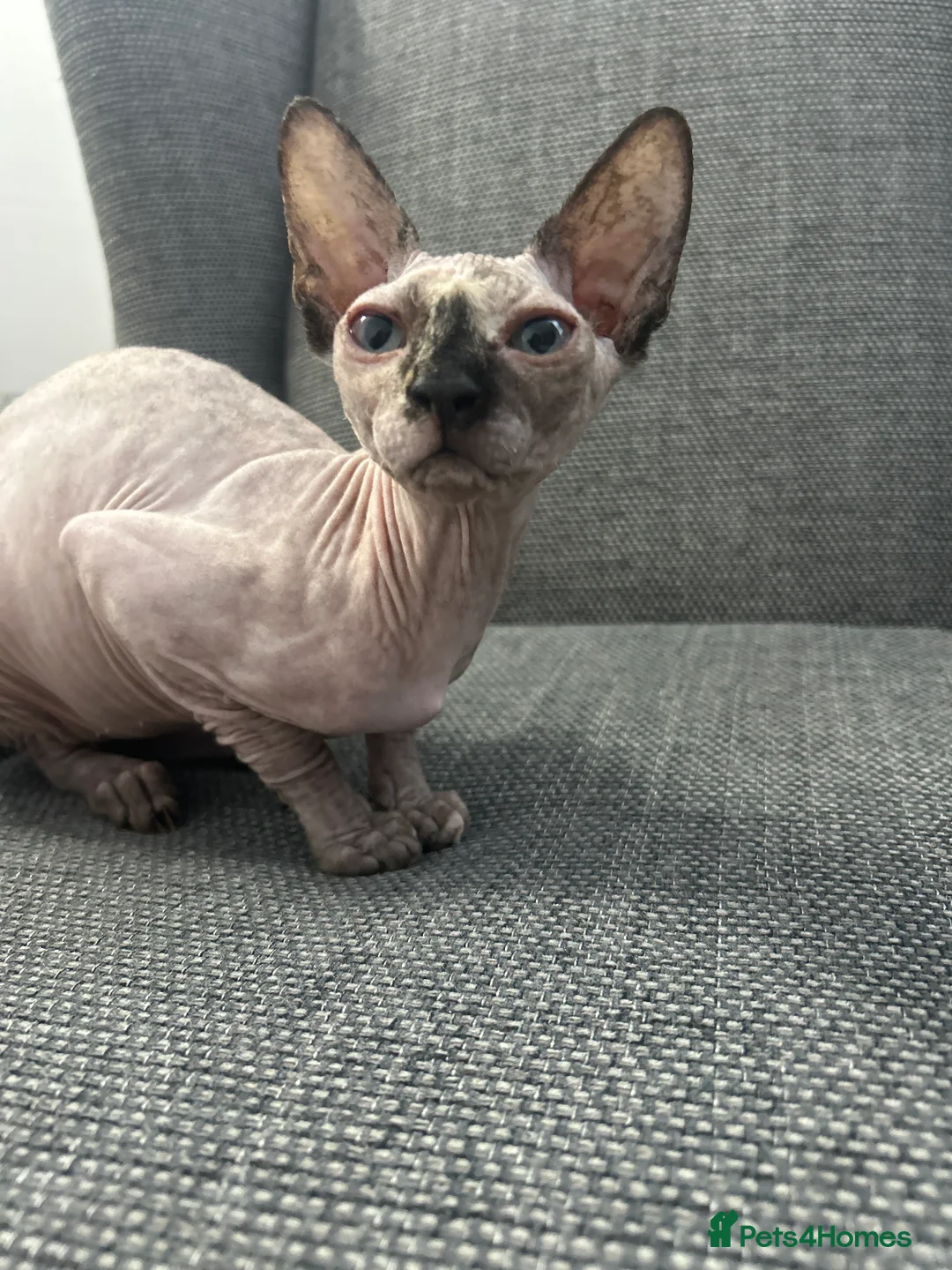 Sphynx cats for sale: Beautiful Sphynx Kitten - Advert 1