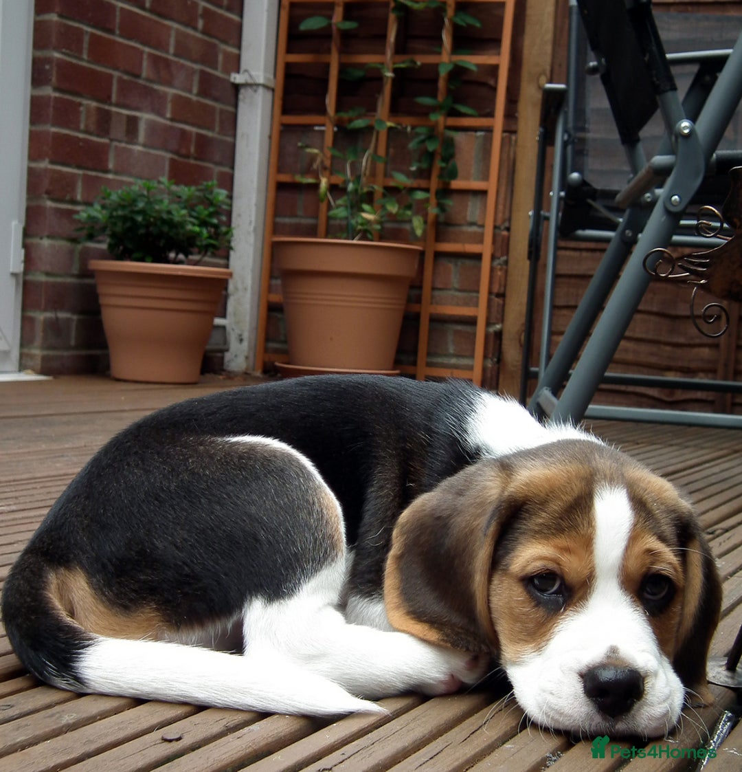 Beagle dogs for sale: Adorable Beagle Puppy - Advert 3