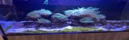 Other/Mixed Breed fish for sale: Marine tank full set up  - Advert 5