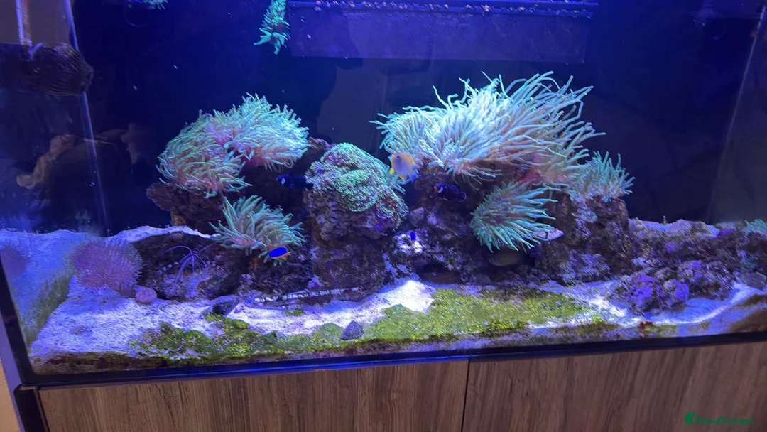 Other/Mixed Breed fish for sale: Marine tank full set up  - Advert 5