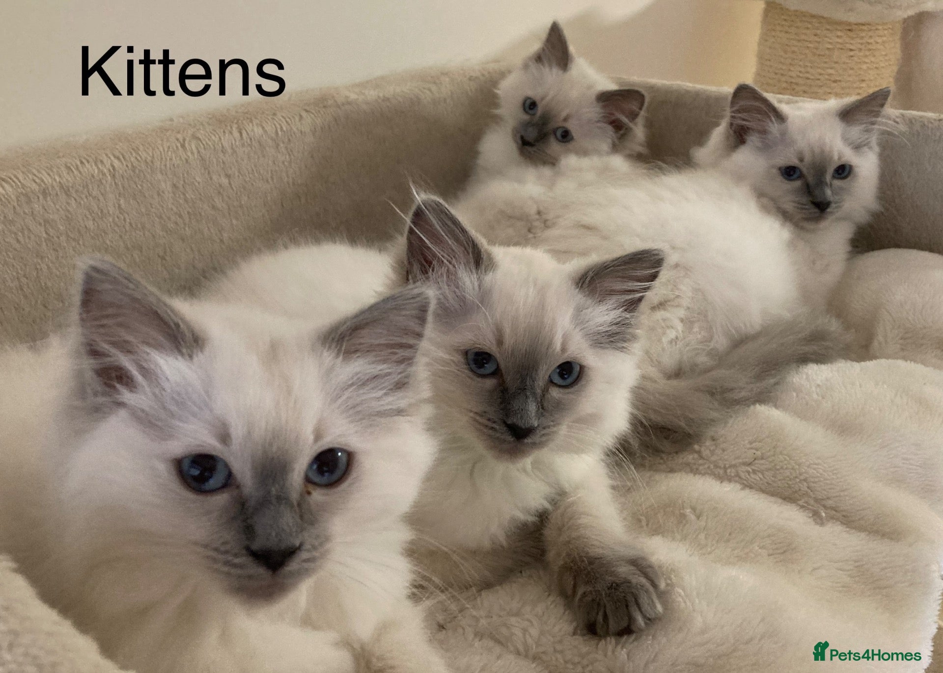 Ragdoll cats Beautiful GCCF Pedigree Ragdoll Kittens - Advert 4