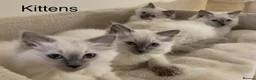 Ragdoll cats for sale: Beautiful GCCF Pedigree Ragdoll Kittens - Advert 1