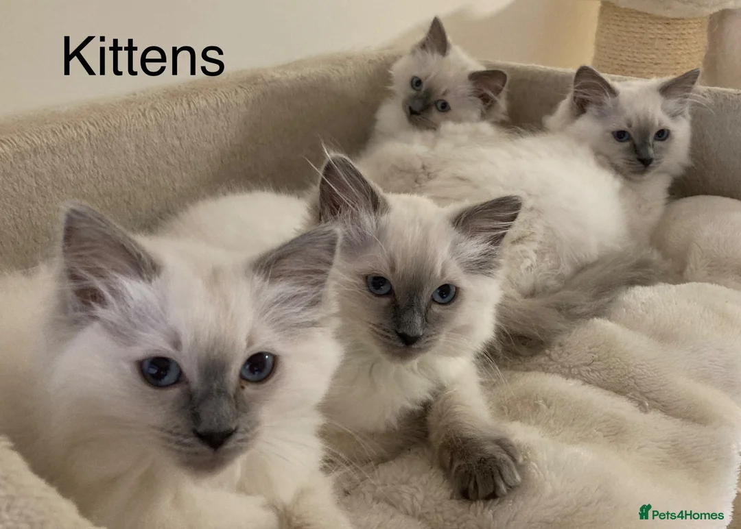 Ragdoll cats for sale: Beautiful GCCF Pedigree Ragdoll Kittens - Advert 1