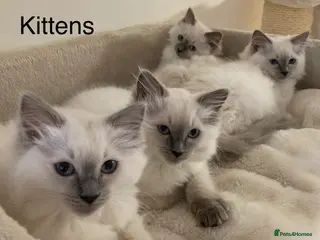 Ragdoll cats Beautiful GCCF Pedigree Ragdoll Kittens - Advert 4