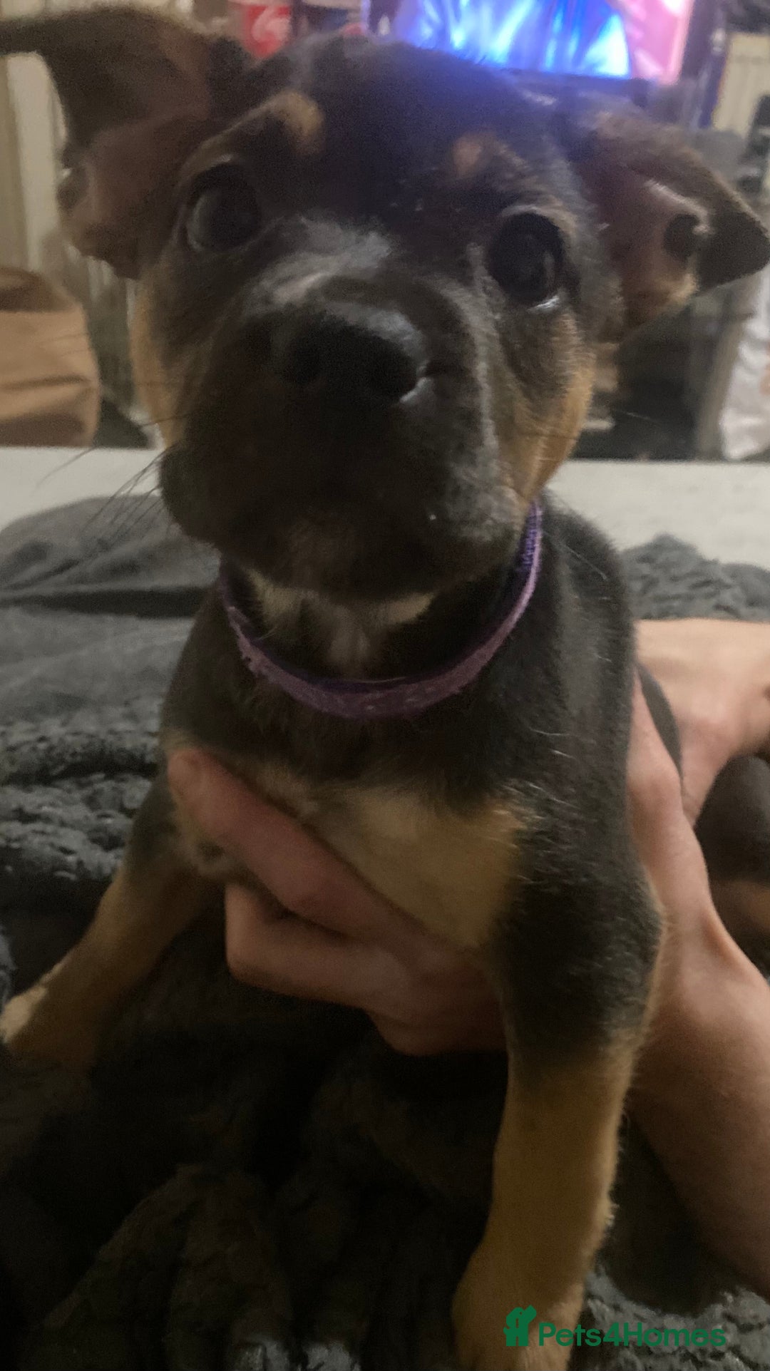 Mixed Breed dogs for sale: 6 French bulldog x jack russel pups for sale - Image 7