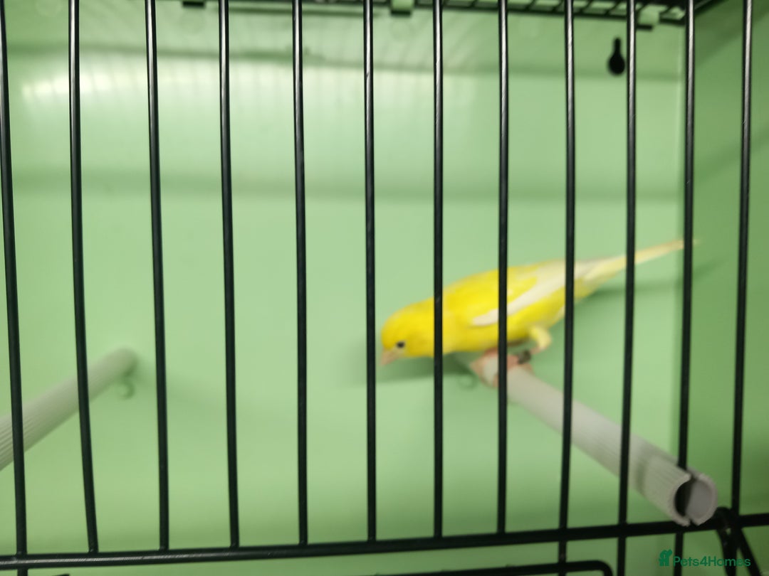 Canaries birds for sale: Canaries  - Image 21