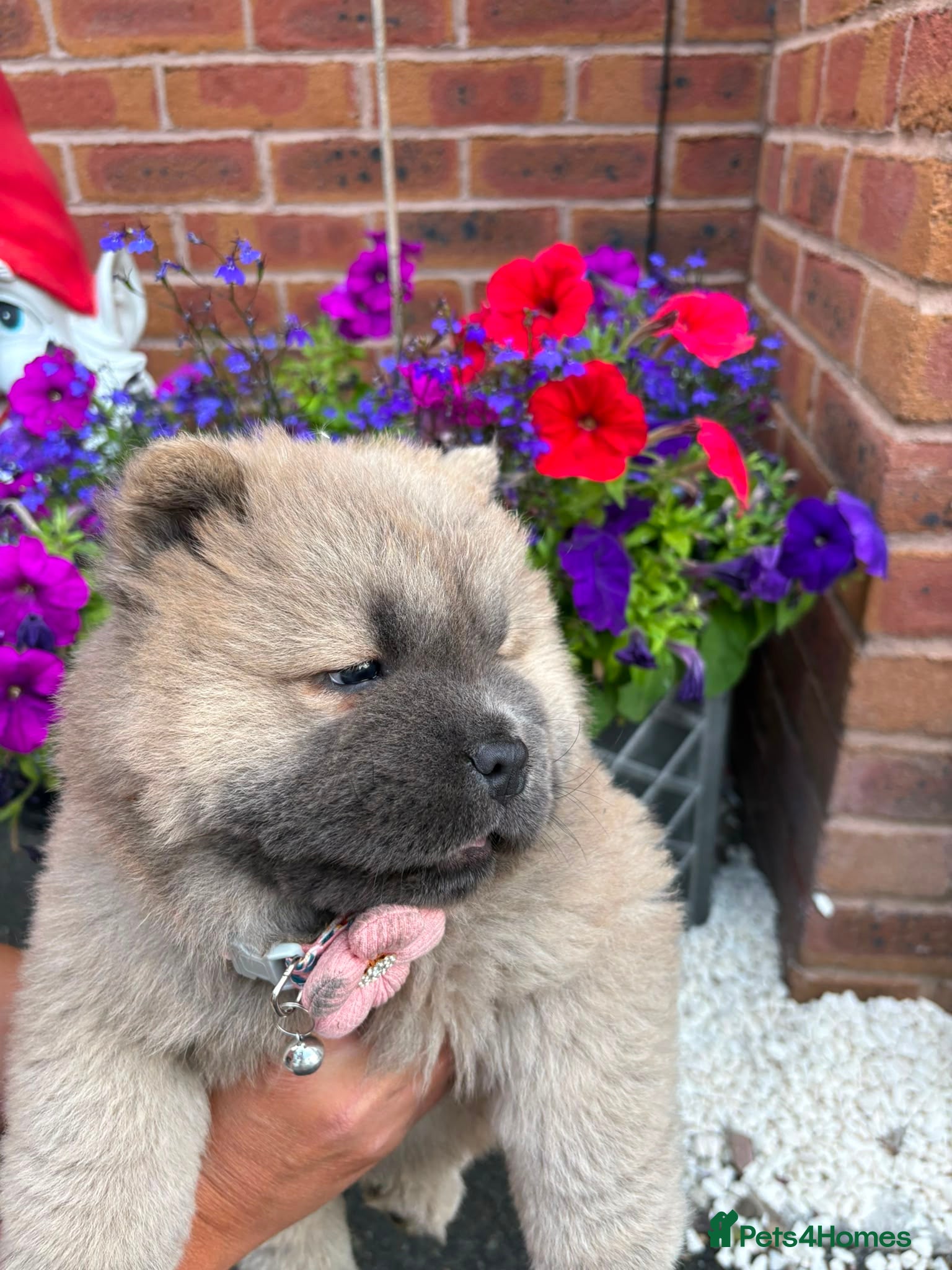 Chow Chow dogs 🧸🐾 Beautiful Chow Chow puppies 🐾🧸 - Advert 4