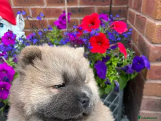 Chow Chow dogs 🧸🐾 Beautiful Chow Chow puppies 🐾🧸 - Advert 4